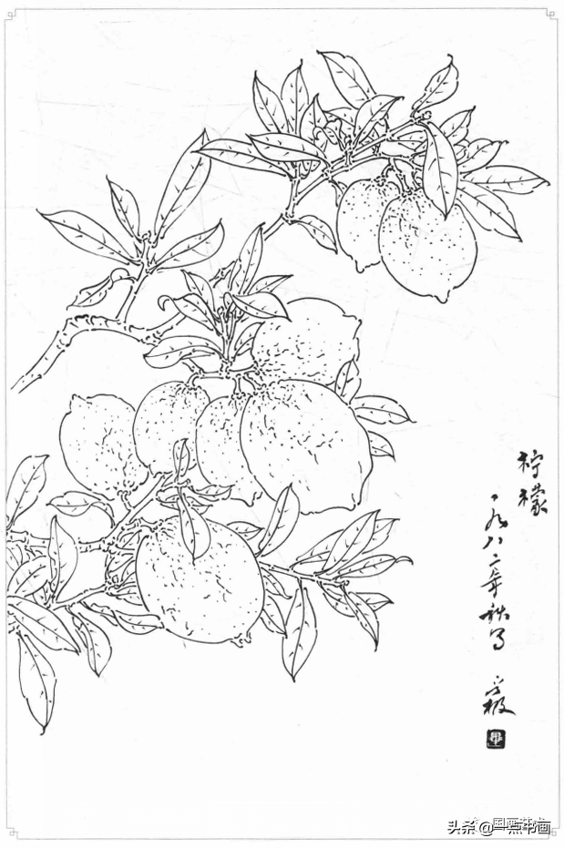 白描画谱5000例—白描蔬果选页_南瓜_番石榴_杨建飞