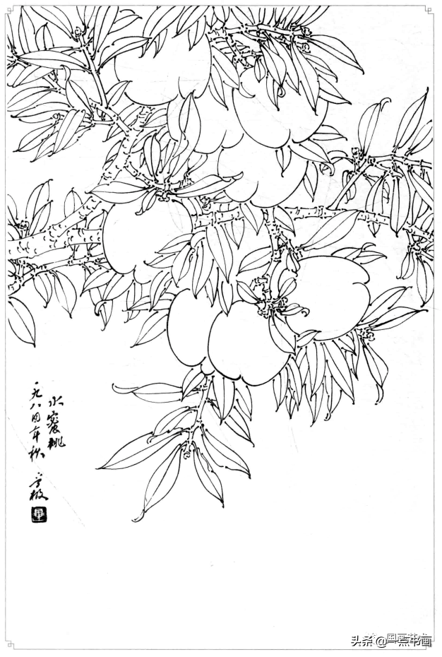 白描画谱5000例—白描蔬果选页_南瓜_番石榴_杨建飞