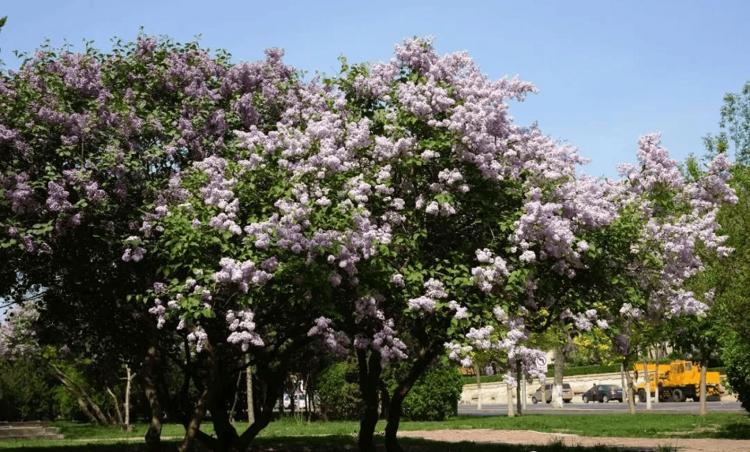 大连市树市花评选活动正争奇斗艳备选市树市花看这里