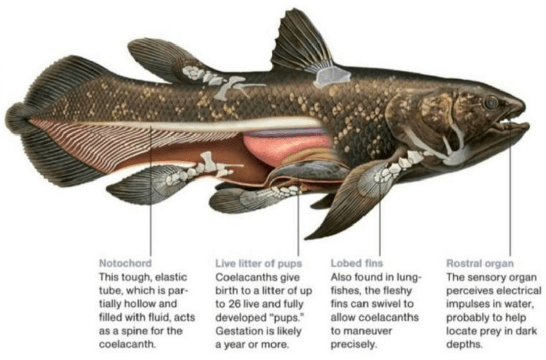 腔棘鱼内部结构人们很难想象在如此恶劣的环境中,腔棘鱼究竟是如何