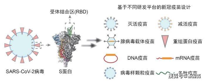 经验分享新型冠状病毒疫苗设计原理与研究进展