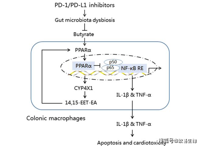 普氏菌在结肠巨噬细胞中产生丁酸缓解pd1pdl1引起的心脏毒性