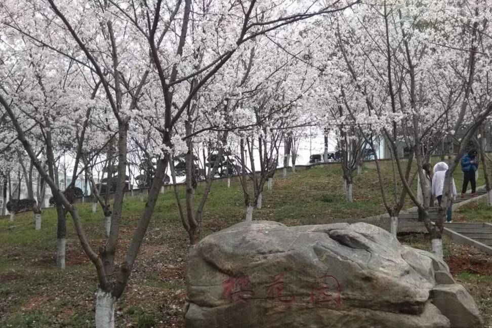 小编从武昌理工学院了解到,该校2013年建成的樱花园,近千株樱花目前也
