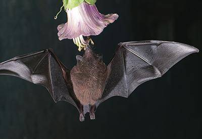 科学家们在对病毒溯源追踪中发现其起源于蝙蝠中的菊头蝠(图片来源