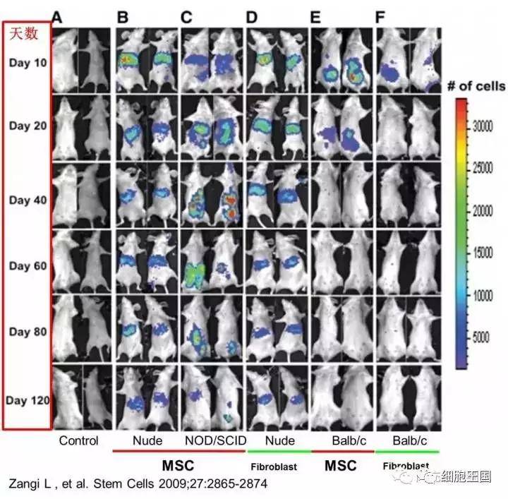 msc腹腔注射免疫缺陷的小鼠(裸鼠和nod/scid小鼠)后,在体内多组织器官