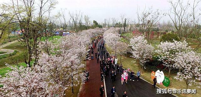 四川眉山:春日樱花烂漫引众多市民赏花_东新区_大道_博览园