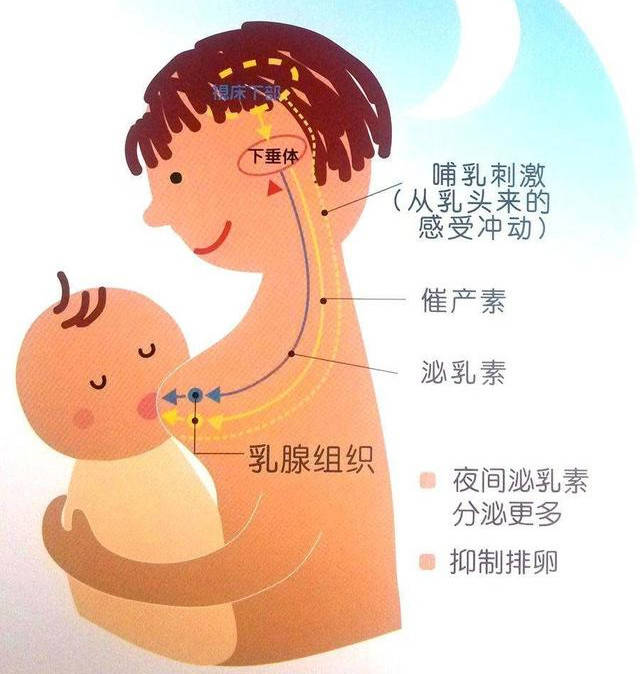 虎年把宝宝养得＂虎头虎脑＂,母乳妈妈做好3+3,母乳多宝宝胖