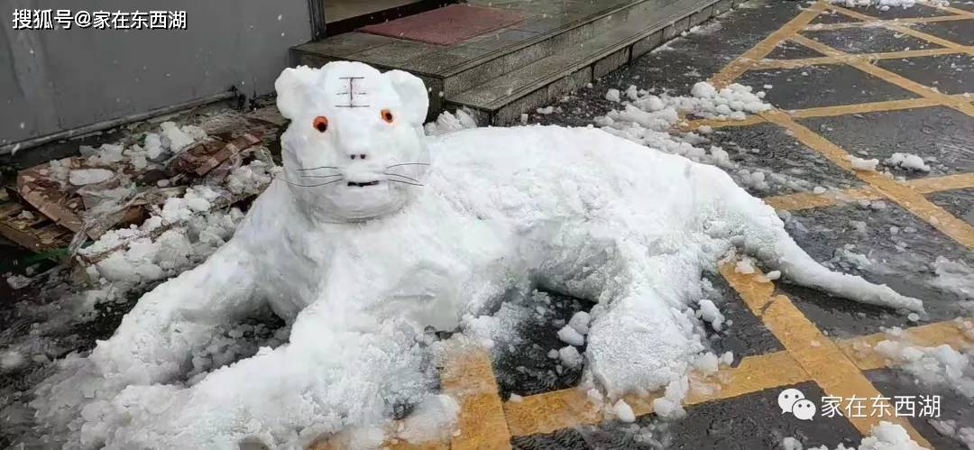 虎年瑞雪冰墩墩东西湖分墩大比拼