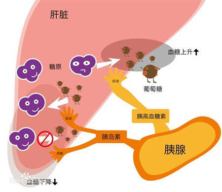 癸高血糖素—碳水化合物代谢的重要激素_胰岛_细胞_葡萄糖