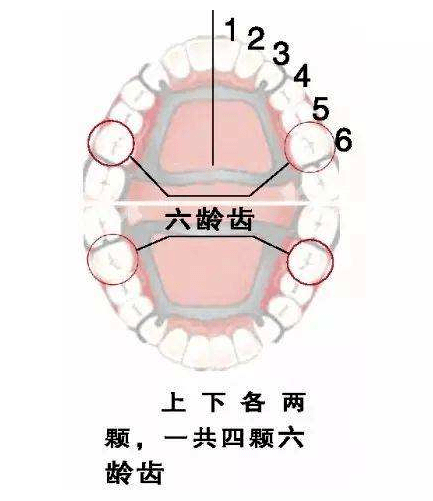 新都华圣艺口腔医院科普:"六龄牙"有什么特别的?_临床_治疗_孩子