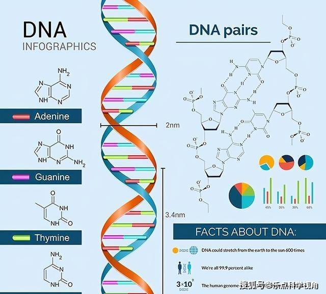 是指采用人工方法让卵细胞和精子在体外受精,并进行早期胚胎发育,然后