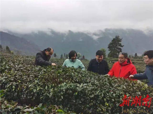 古丈科技特派员"雪中送炭"_古丈县_茶叶_专业