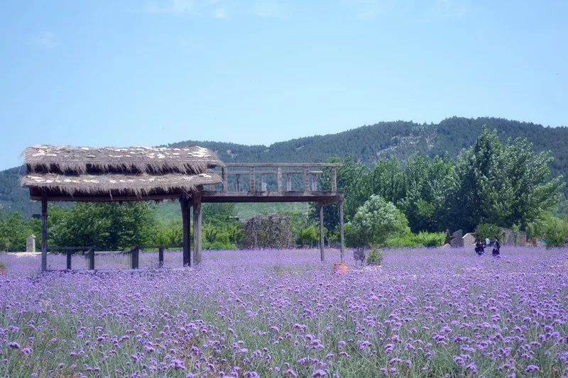 春天就该郊游赏花紫海蓝山最美花期表送给您