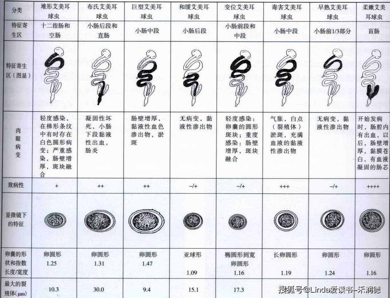 鸡的寄生虫病种类繁多,近年来以住白细胞原虫,球虫,蛔虫和绦虫最为