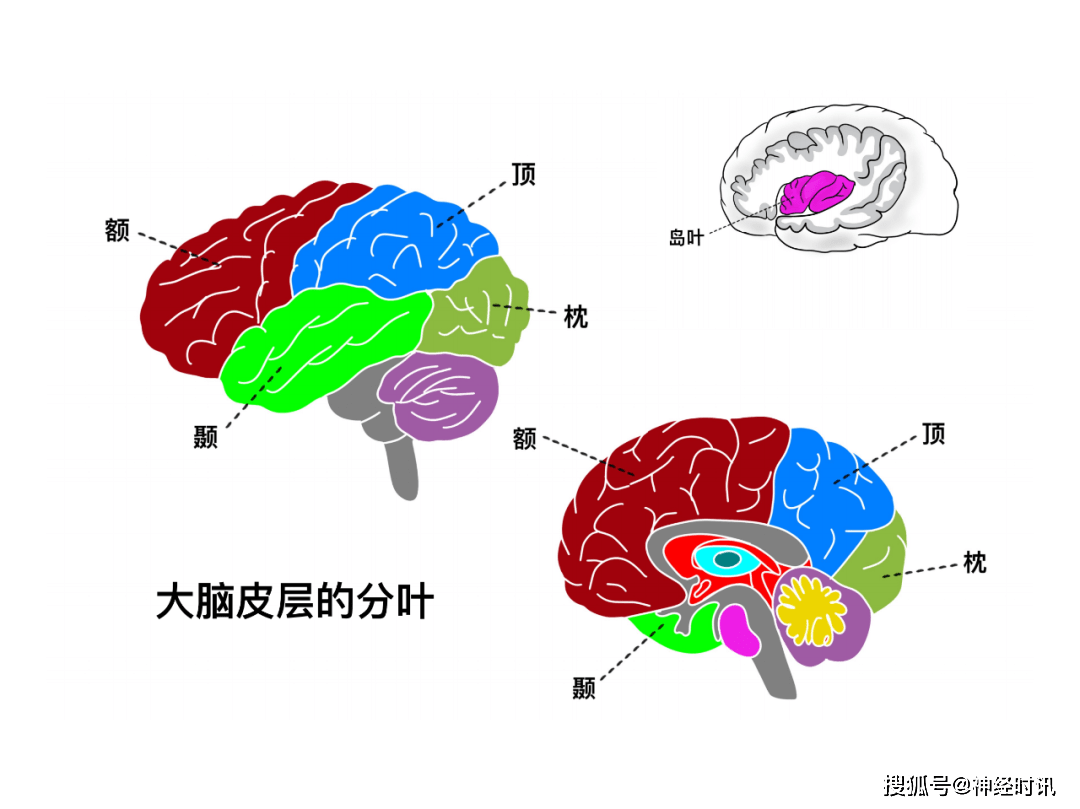 脑皮层的分叶额叶及顶叶的结构功能及受损表现全了