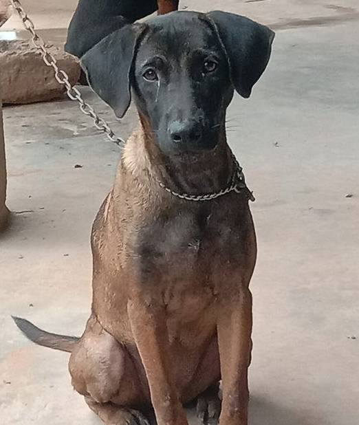 老猎手告诉你,大山里最好的猎犬,无非这4种,可以大小通吃_川东_凉山