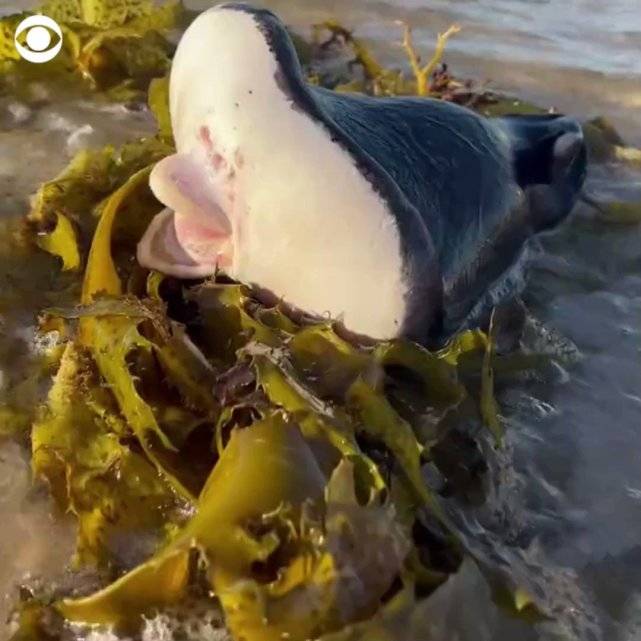 丰唇怪牙人嘴海怪冲上沙滩散步男目睹吓坏好像外星生物