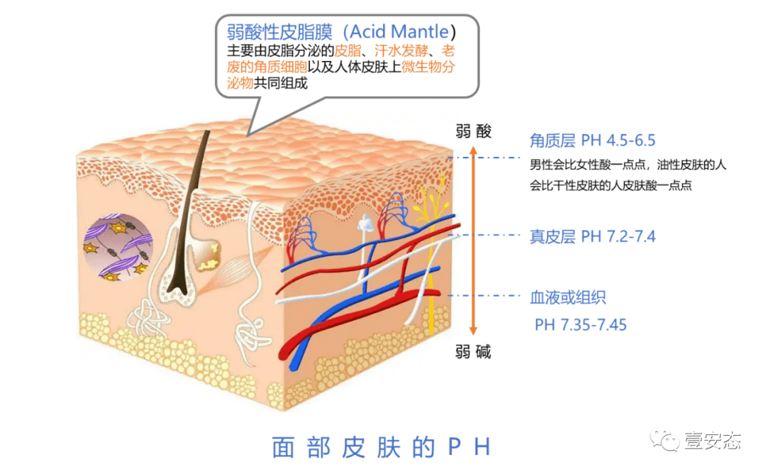 皮肤ph值酸碱度对皮肤的作用