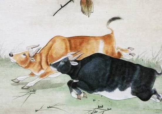 生肖属牛生肖属牛的人,虽然性格上比较老实的,但是他们做人也是相当的