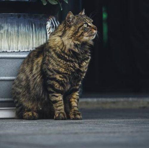 图书馆保安大叔长期喂食学校里的流浪猫工具人无疑了