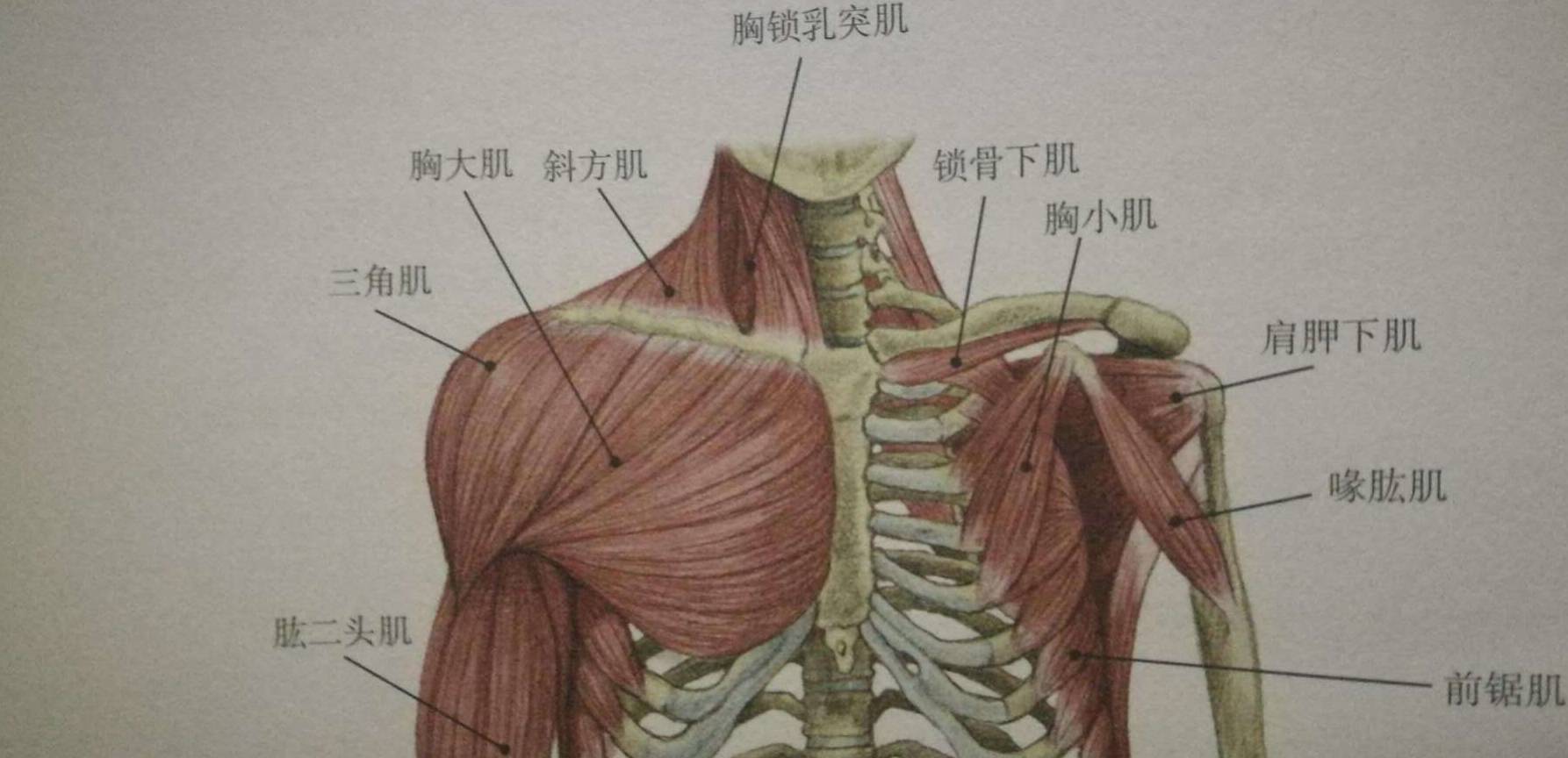 位置:胸前皮下形态:多羽状扇形扁肌起点:锁骨内侧半,胸骨和上6肋骨