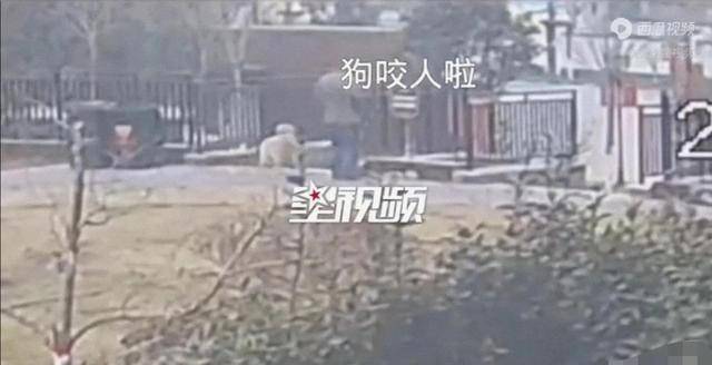 河北邢台一女子使恶犬咬人被咬者已报警该怎么处罚