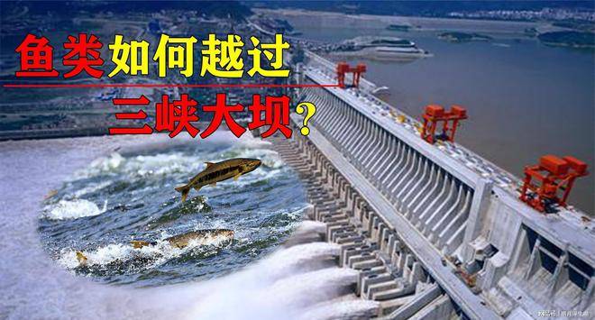 原创三峡水电站修建后那些鱼类要如何通过大坝至今仍是世界难题