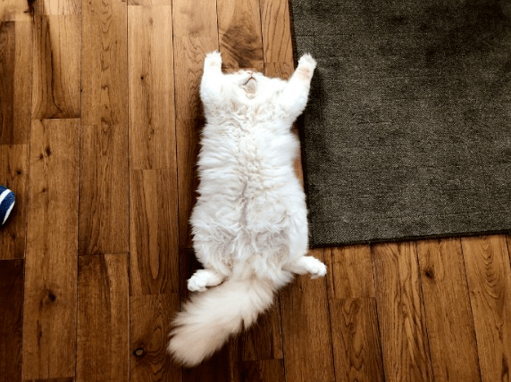 猫猫_奶牛_猫咪