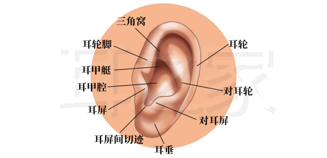 前面凹凸不平,主要标志有耳轮,对耳轮,耳轮脚,三角窝,耳甲艇,耳甲腔