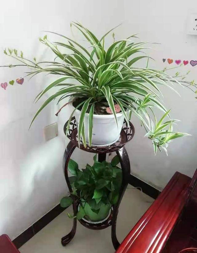 网上的资料对吊兰介绍的很笼统:吊兰喜欢"半阴"的环境,那么什么是半阴