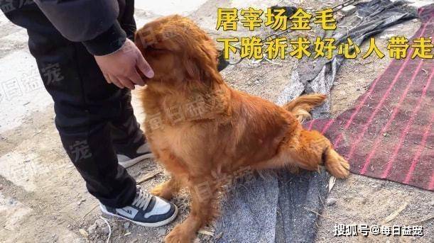 金毛被卖到屠宰场,目睹同伴接连被杀,害怕的它跪地苦苦哀求_小伙_狗狗