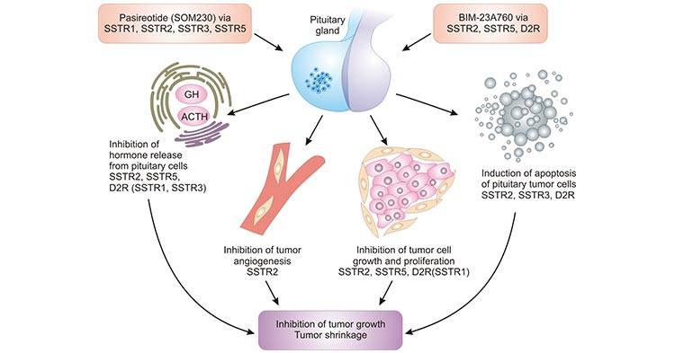 生长抑素受体sstr2sstr家族实力靶点拓宽net神经内分泌肿瘤治疗途径