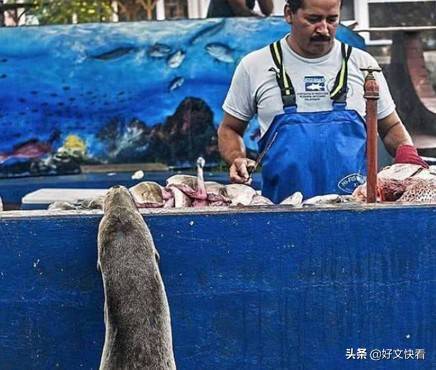 吃货海豹上岸讨鱼吃,一脸淡定盯着肉看,路人都被它的