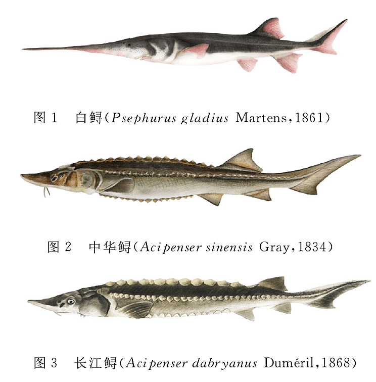 白鲟已经灭绝,中华鲟和长江鲟还好吗?_种群_数量_世纪