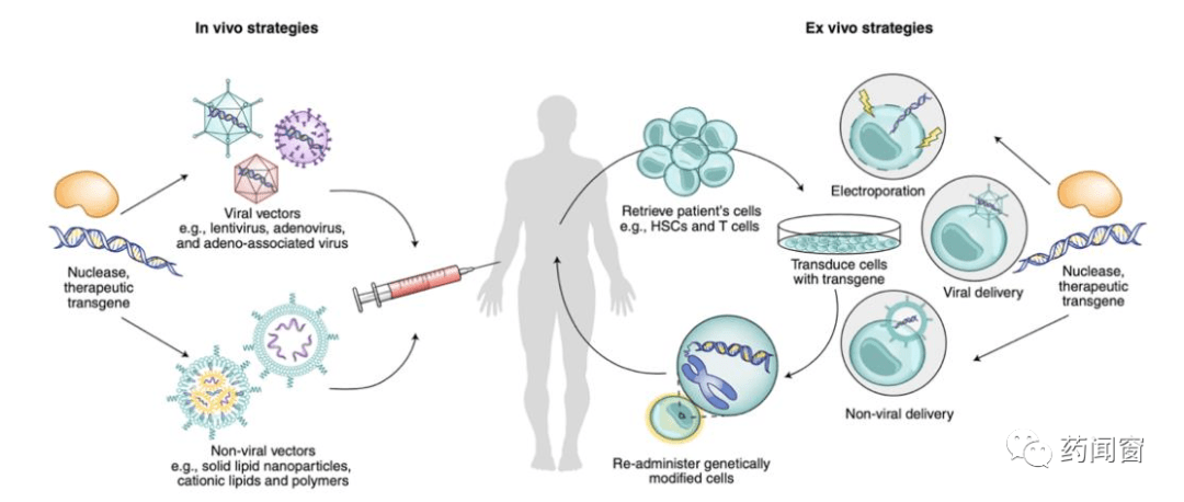 图2 体内治疗和体外治疗体内治疗指直接在病人体内进行基因治疗来补偿