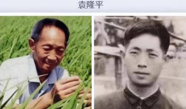 在教材插画就能明显体现_袁隆平_照片_时候