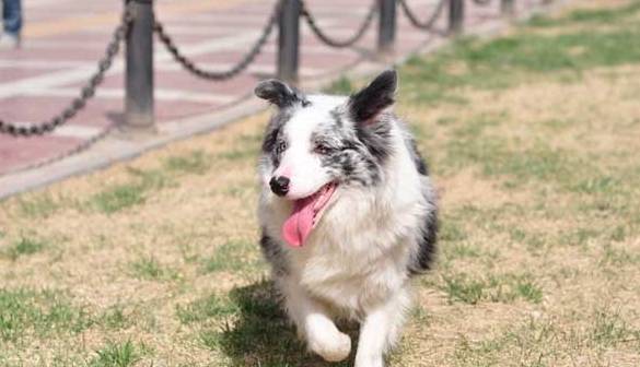 原创边境牧羊犬智商多高边境牧羊犬智商排名