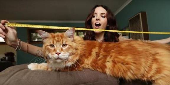 又是大胖橘歪果夫妻的小奶猫竟然长世界第一大胖橘