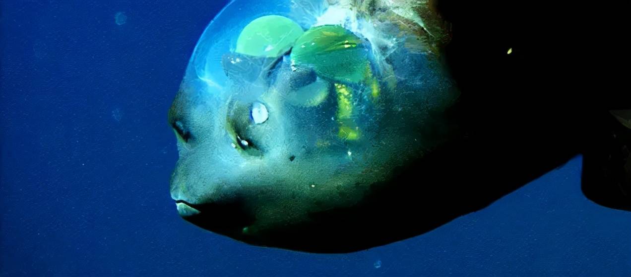 管眼鱼 来自搜狐网