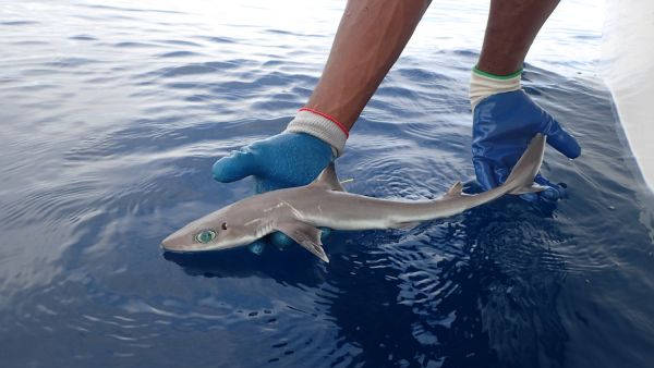 这些鲨鱼是生活在墨西哥湾和大西洋西部的深水生物.