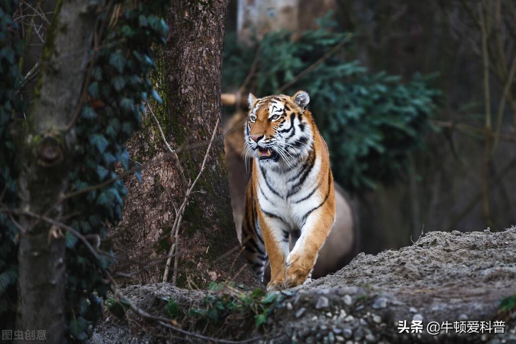 东北虎大战孟加拉虎没有血统压制到底谁才是真正的王者