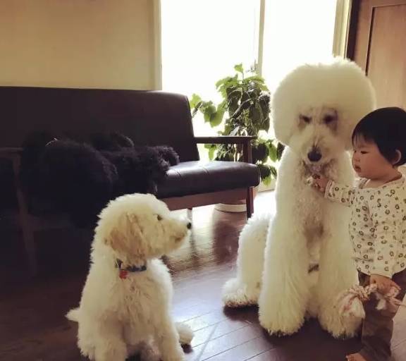 这样有爱的画面怎能错过!_poppy_主人_riku