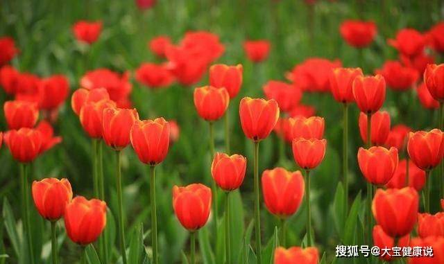 天生财运旺赚钱能力强,轻松就能拥有大富贵的四大生肖_属鸡_五行_属狗
