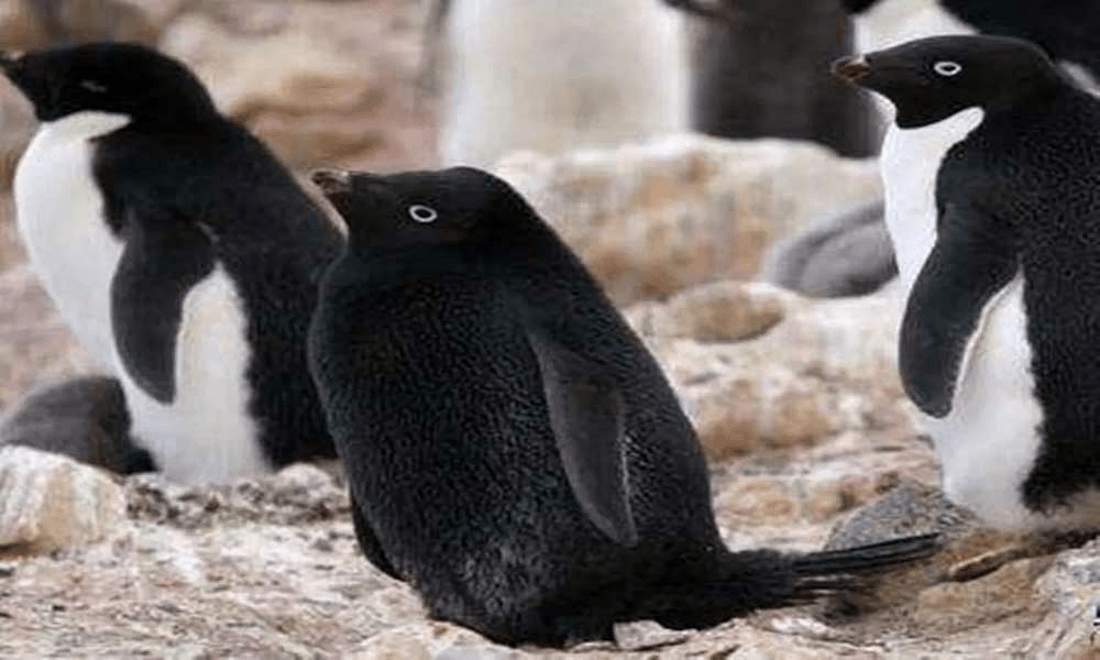 原创黑化后的动物价值如何黑化企鹅全球仅一只价值比大熊猫还珍贵