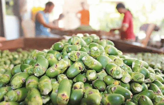 Ban on the sale of betel nut in many places!  36-year-old singer died of oral cancer after chewing betel nut for 6 years_Cancer_Fu Song_Notice