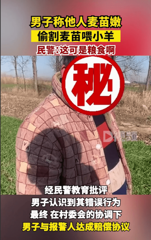 “真是可恶！”安徽一男子偷割他人麦苗喂羊，民警到场：这可是粮食啊！