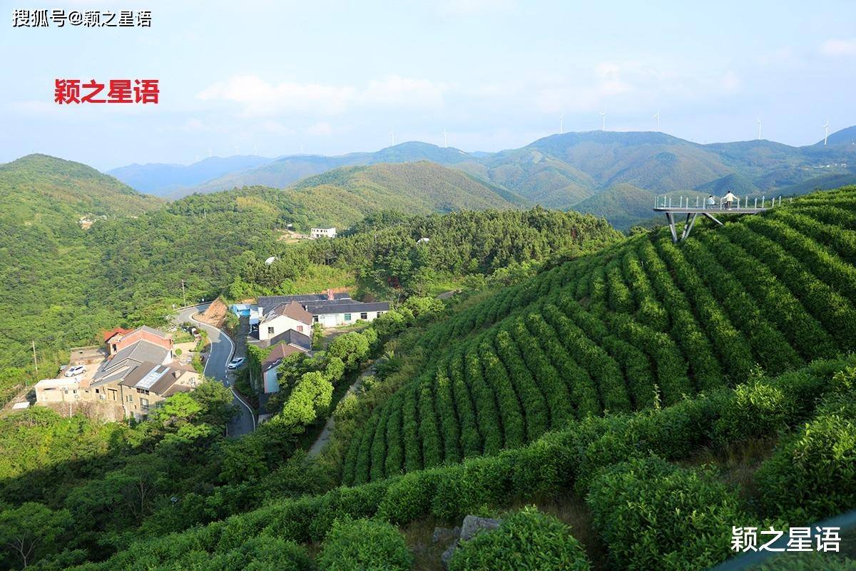 大梅山中木樨王