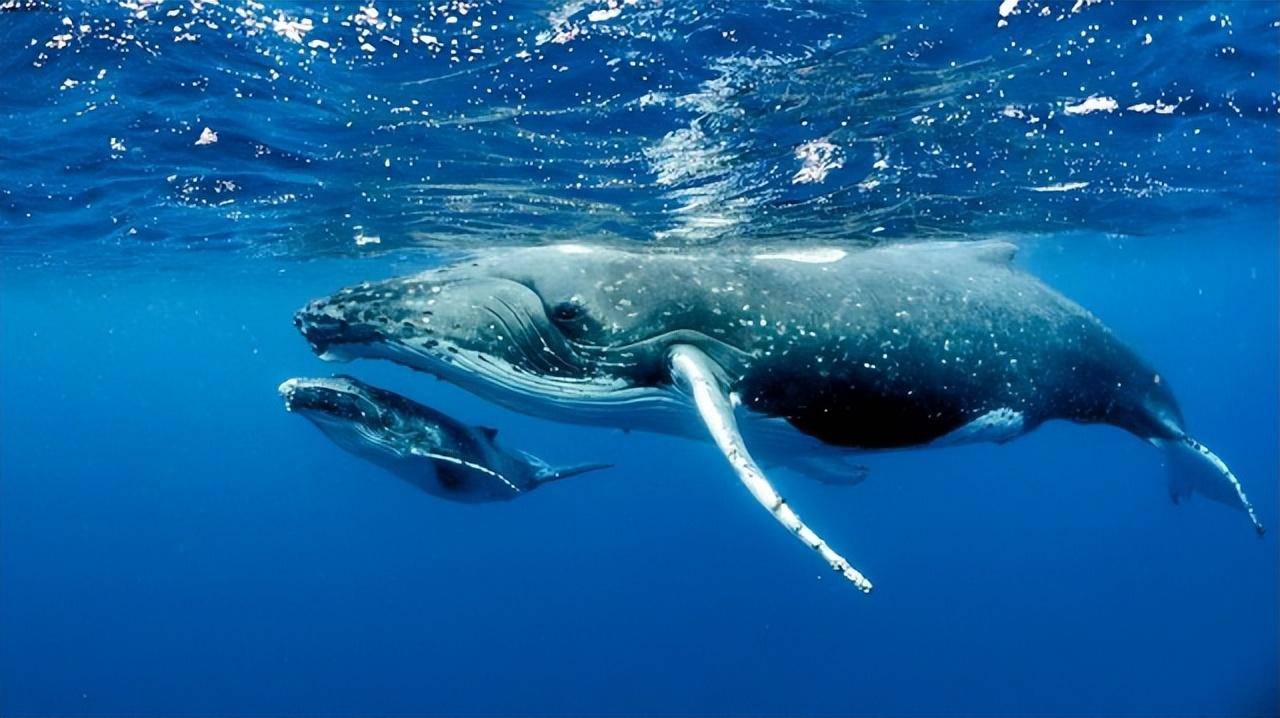 原创
            世界上体型最大的十种动物，你知道几种？最后一种舌头重达两吨插图4