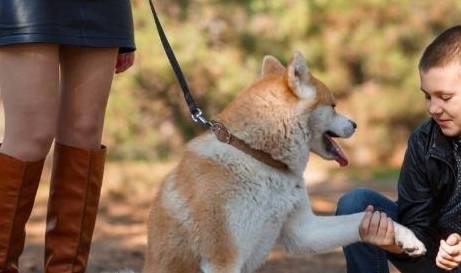 没有什么恨狗人士，痛恨的是不文明养狗行为，尤其是那四种