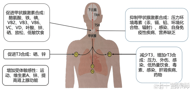 甲状腺与瘦削有什么关系？若何削减甲状腺异常引起的瘦削？